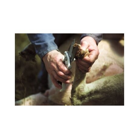 Cleste/Foarfeca de taiat unghii la oi cu zimti [2]