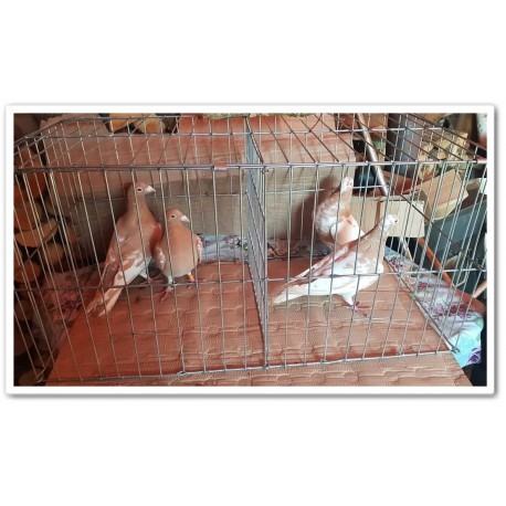 Cusca expunere porumbei 40x40x80 cm, Pliabila 120, 2 Boxe [4]