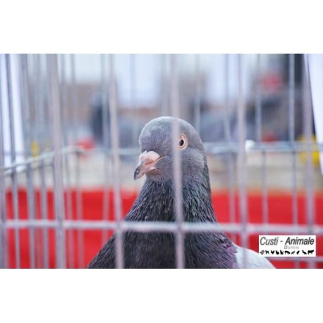 Cusca expunere porumbei 40x40x120 cm,  3 Boxe [5]