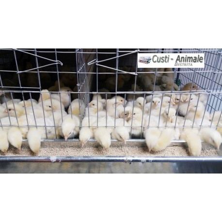 Cusca crestere pui, 100x65x45cm [2]