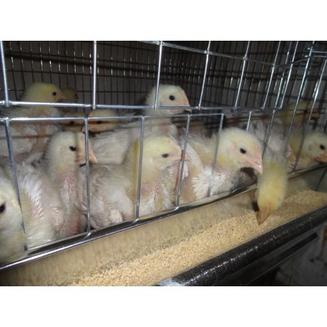 Cusca pui de o zi gaina, 200x65x45cm [10]