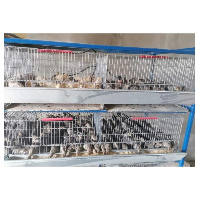 Cusca pui prepelite, 90 cm [2]