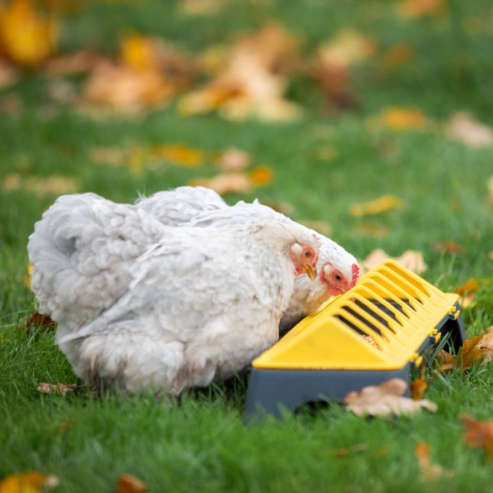 Hranitoare pentru pasari adulte, 50 cm, Galben-antractit, Olba [2]