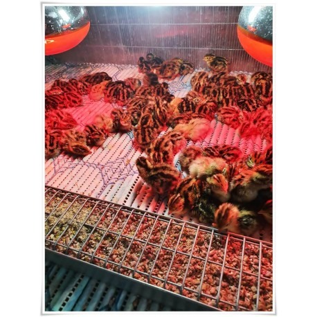 Hrănitoare pentru pui de prepelițe, Faza 1, 30 cm [3]