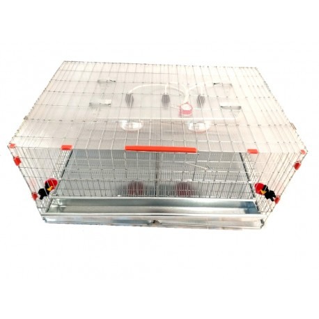 Maternitate pui de gaina [2]