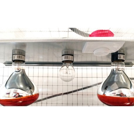 Maternitate pui de gaina [4]