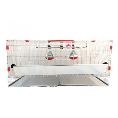 Maternitate pui de gaina [3]