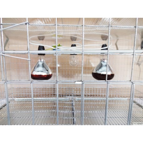 Maternitate pui de gaina [7]