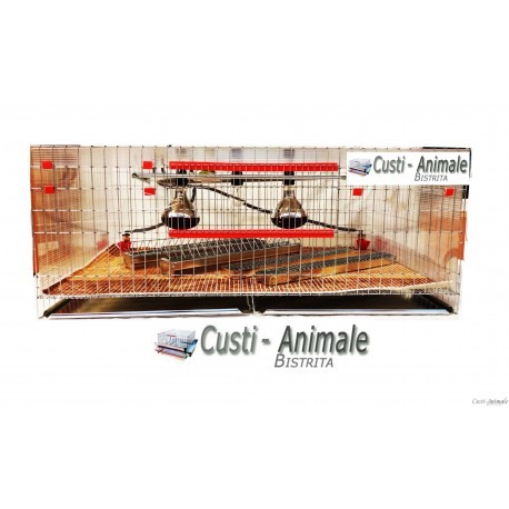 Maternitate pui prepelita [3]