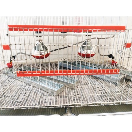 Maternitate pui prepelita [11]