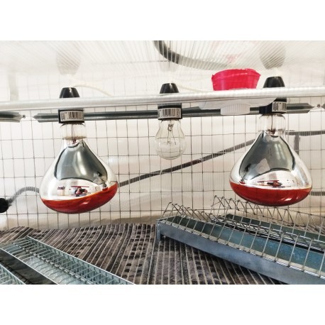 Maternitate pui prepelita [10]