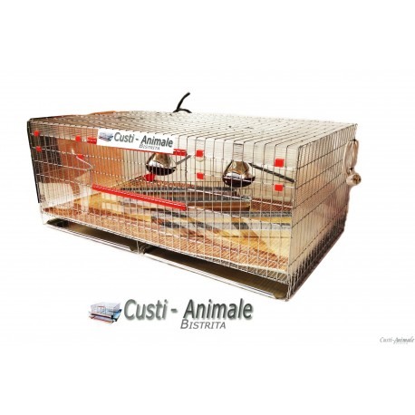 Maternitate pui prepelita [2]