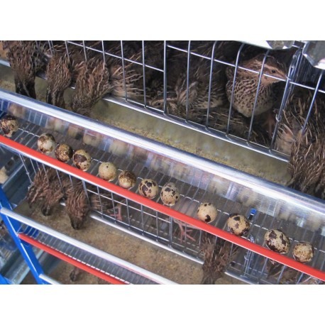 Modul 5 nivele custi prepelite,  90 cm, 250 capete [5]