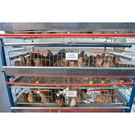 Modul 5 nivele custi prepelite,  90 cm, 250 capete [8]