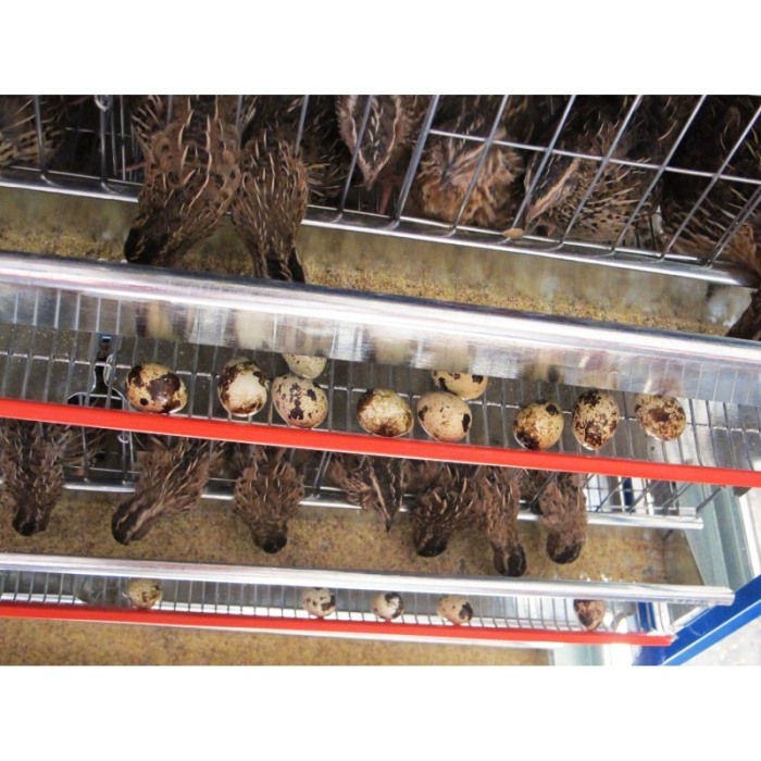 Modul 5 nivele custi prepelite,  90 cm, 250 capete [6]