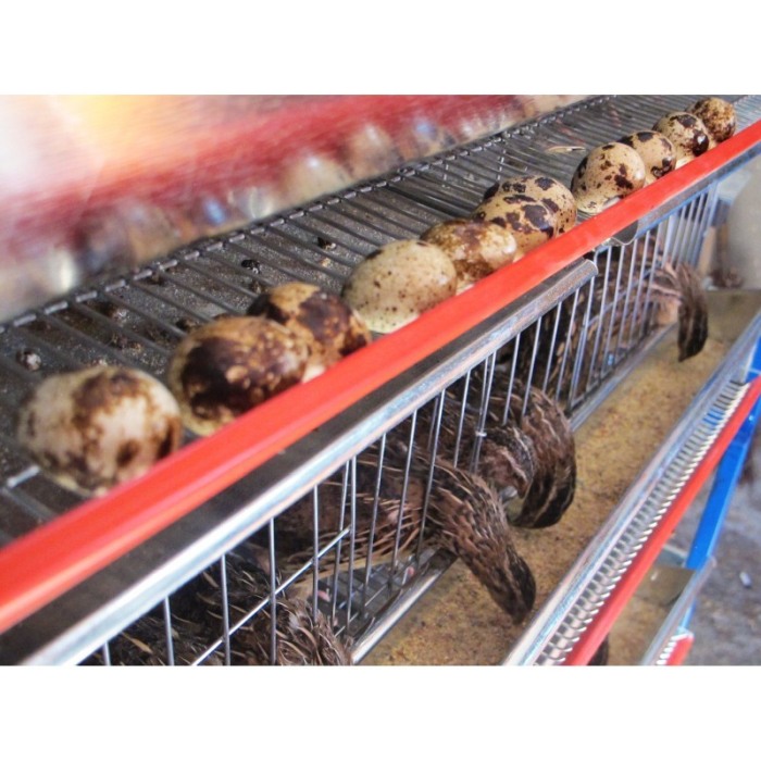 Modul 5 nivele custi prepelite,  90 cm, 250 capete [7]