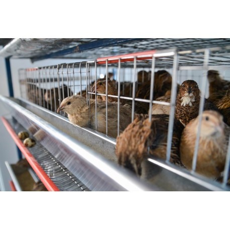 Modul 5 nivele de custi de prepelite/ 120 cm [6]