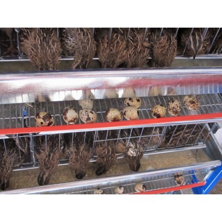 Modul 5 nivele de custi de prepelite/ 120 cm [7]