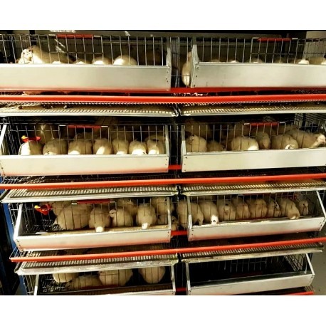 Modul 5 nivele de custi prepelite, 130 cm, 400 capete [2]