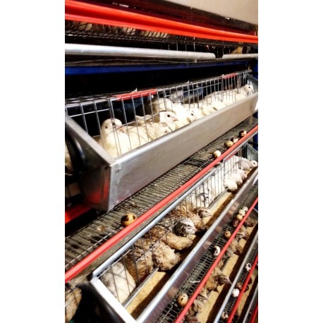 Modul 5 nivele de custi prepelite, 130 cm, 400 capete [3]