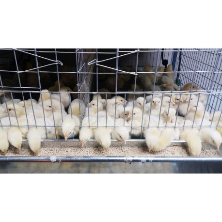 Modul custi crestere pui de o zi cu trei etaje 200 cm [4]