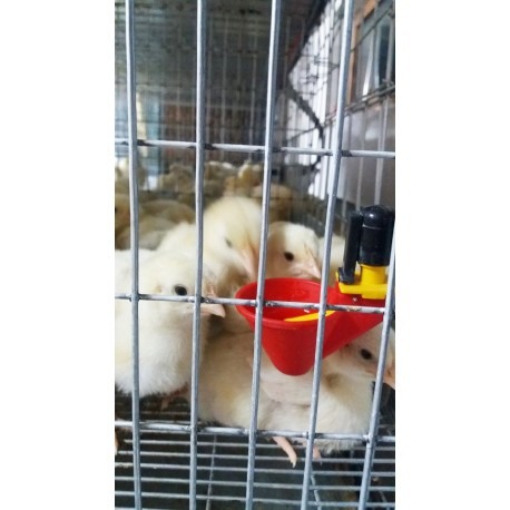 Modul custi crestere pui de o zi cu trei etaje 200 cm [6]