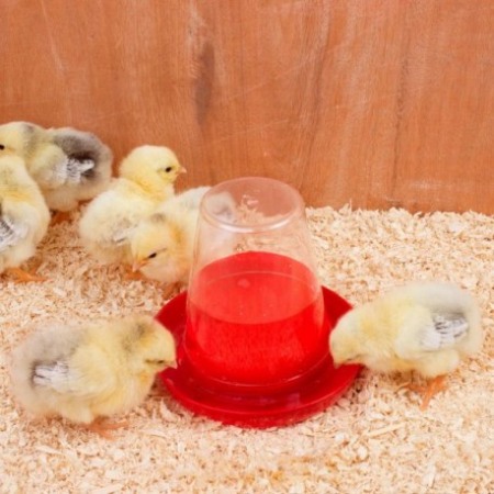 Adăpătoare puișor prepelițe 0.6 ml [2]