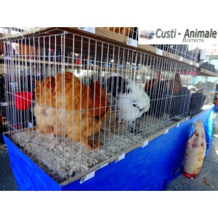 Cusca expunere porumbei 70x70x140cm, pliabila 210 cm [3]