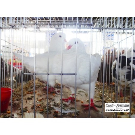 Cusca expunere porumbei 80x80x160cm, pliabila 160 cm [1]