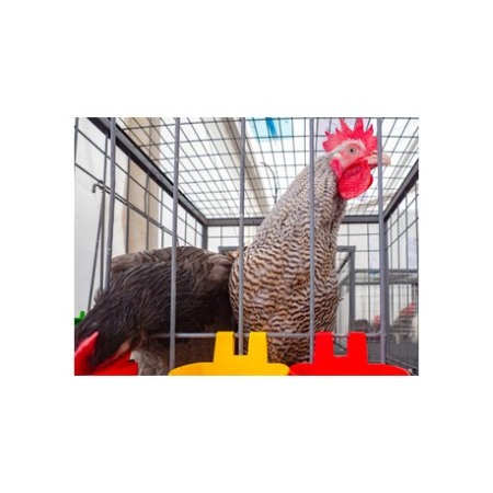 Cusca expunere porumbei 80x80x160cm, pliabila 160 cm [2]