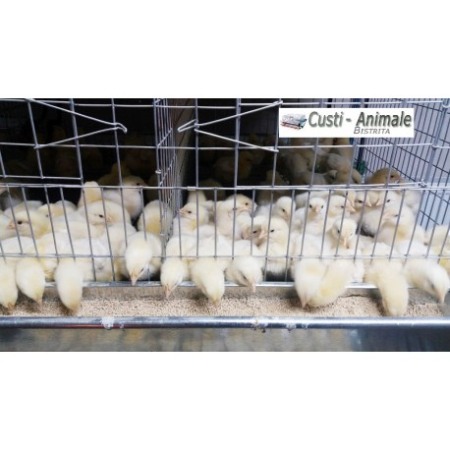 Cusca crestere pui, 100x65x45cm [1]