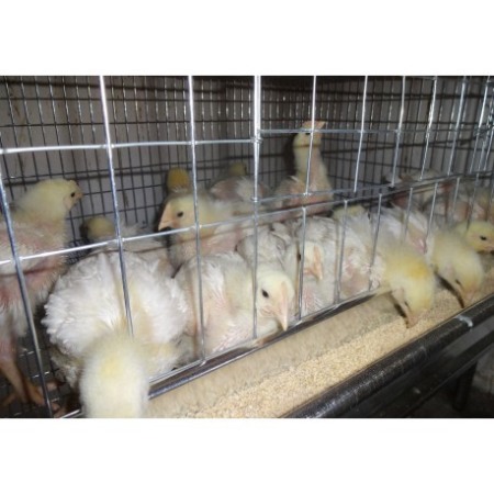 Cusca crestere pui, 100x65x45cm [9]