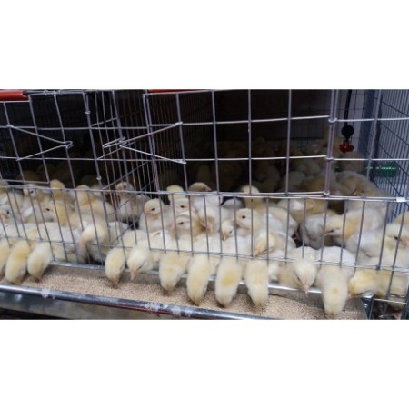 Cusca pui de o zi gaina, 200x65x45cm [3]