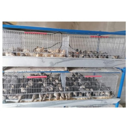 Cusca pui prepelite, 90 cm [1]