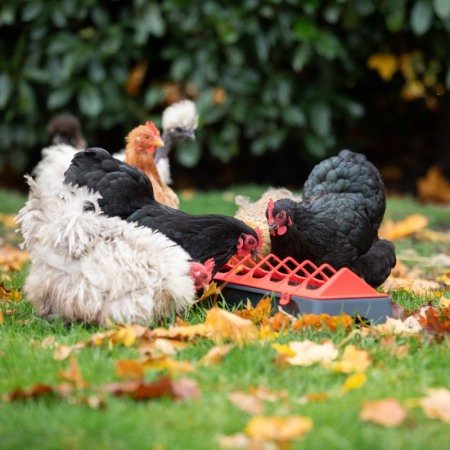 Hranitoare pentru pasari adulte, 50 cm, Rosu-antractit, Olba [1]