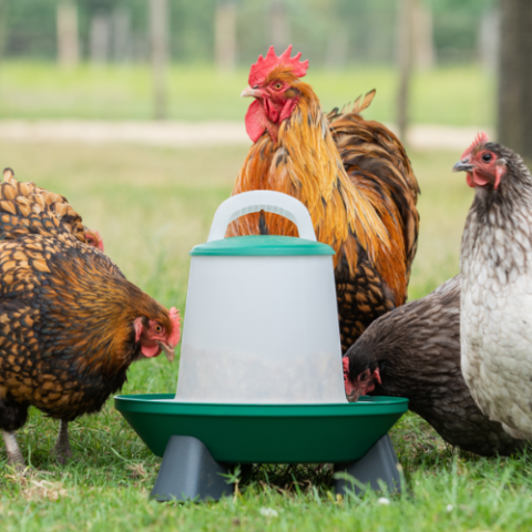 Hranitoare pentru Pui cu 2 Nivele, 3Kg, cu Picioare, Rosu-Alb [3]