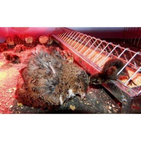 Hrănitoare pentru pui de prepelițe, Faza 2, 50 cm [1]