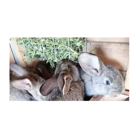 Hranitor iepuri pentru fan si lucerna [4]