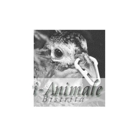 Accesorii Incubare Oua - Inele cioc pasari Bumba bit 35mm