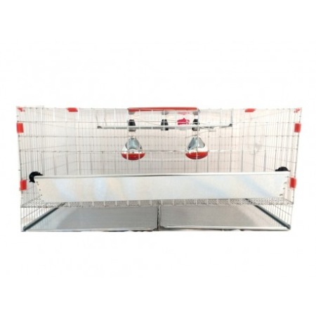 Maternitate pui de gaina [2]