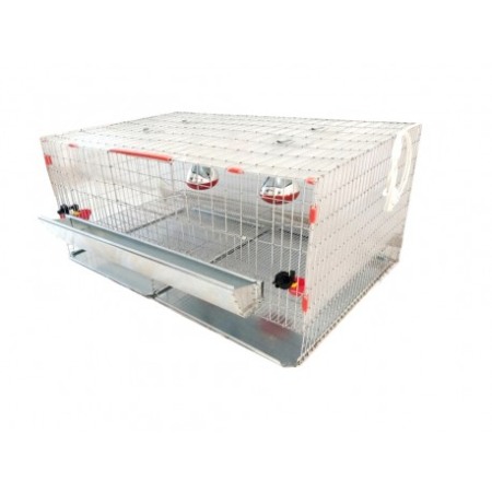 Maternitate pui de gaina [5]