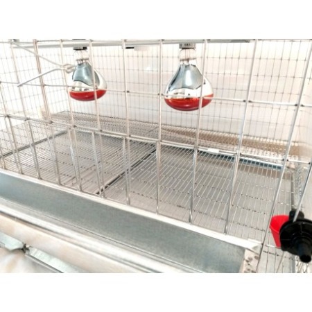 Maternitate pui de gaina [4]