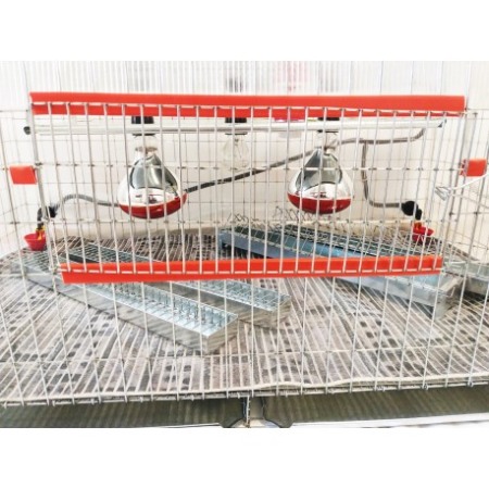 Maternitate pui prepelita [10]