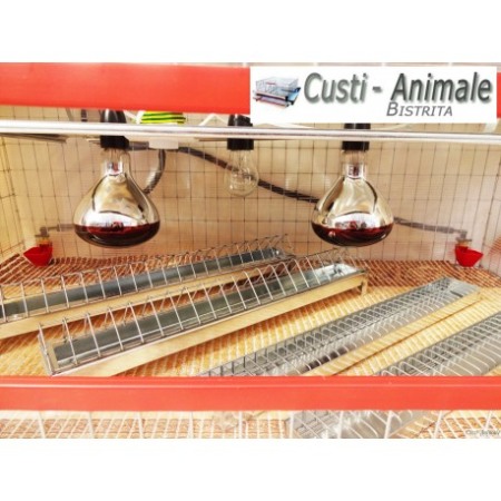 Maternitate pui prepelita [3]