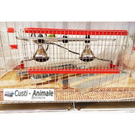 Maternitate pui prepelita [4]