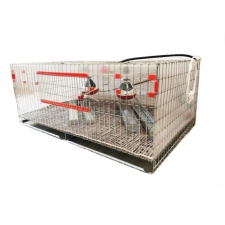 PREPELITE - Maternitate pui prepelita