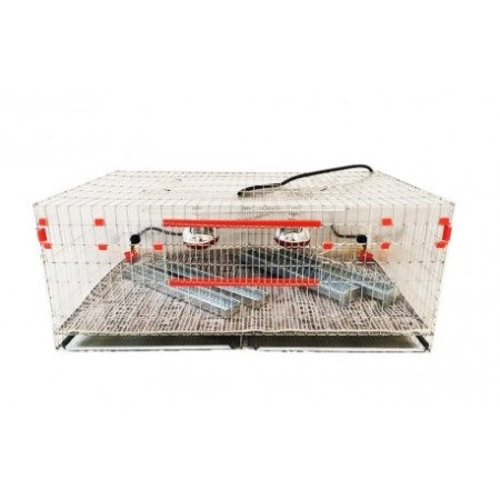 Maternitate pui prepelita [7]