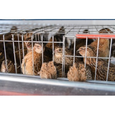 Modul 5 nivele custi prepelite,  90 cm, 250 capete [3]