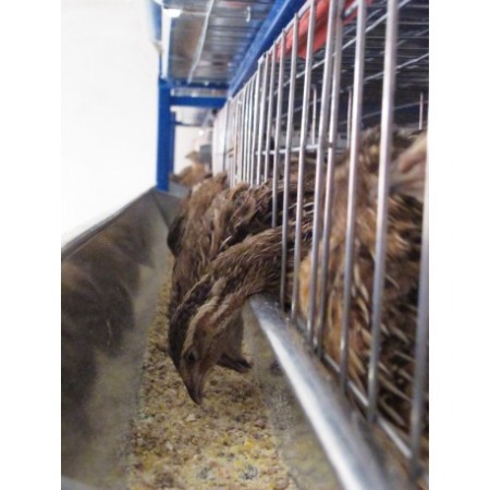 Modul 5 nivele custi prepelite,  90 cm, 250 capete [8]