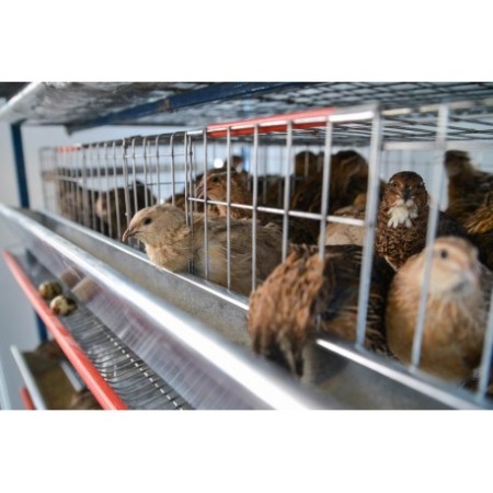 Modul 5 nivele de custi de prepelite/ 120 cm [5]